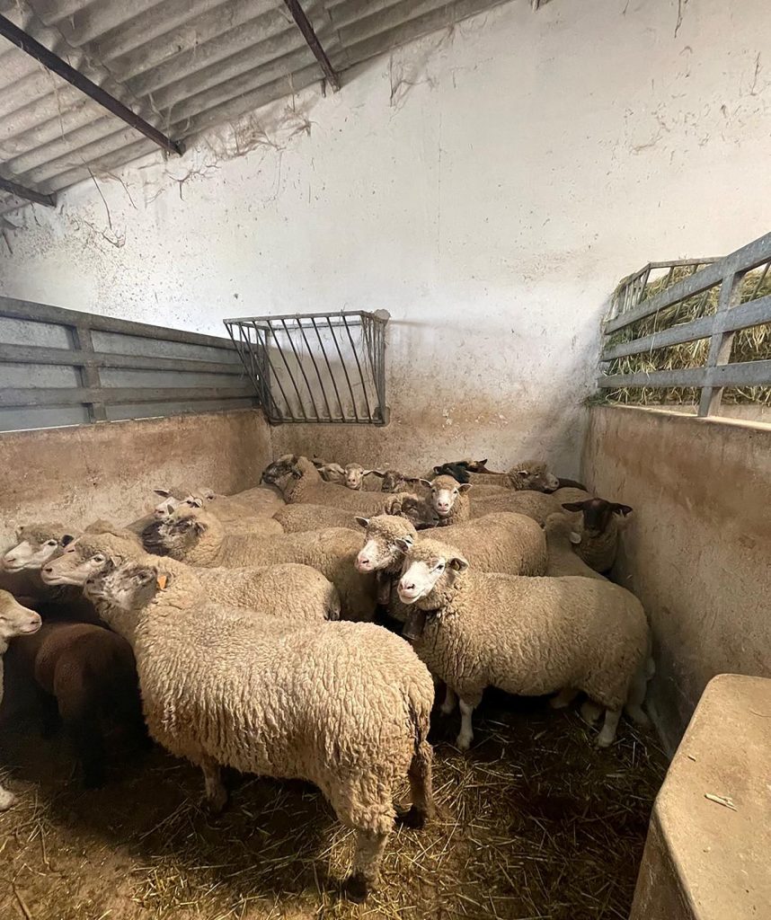 Ovelhas no estábulo: Ovelhas na quinta de animais da Herdade da Boavista, cuidadas pelo Sr. Zé