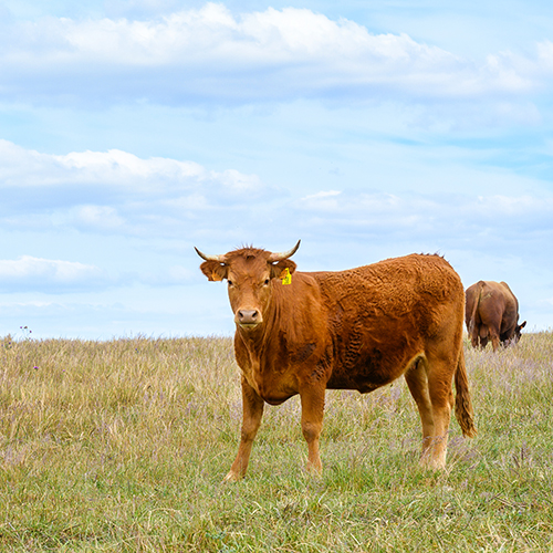 Vaca no pasto: Vaca da raça autóctone nos pastos da Herdade da Boavista, Alentejo